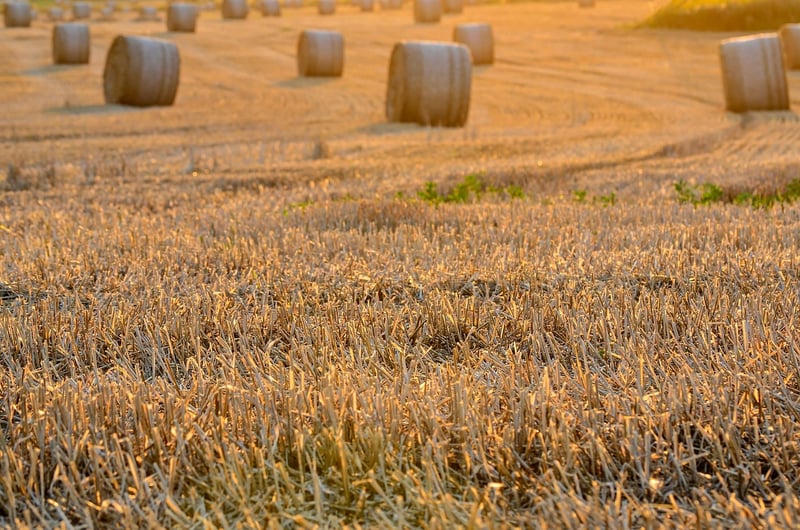 Harvest Festivals